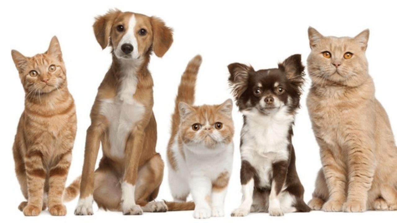 Día Mundial de los Animales 2026 | Informe WIN Voices